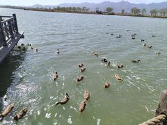 -野鸭湖国家湿地公园