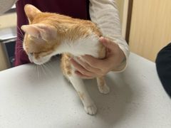 -宠颐生宠物医院外科·内科·皮肤科·影像科(石龙店)