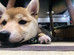 -逗柴咖啡屋·狗咖猫咖宠物桌游