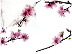 -重庆中央公园(渝北区)