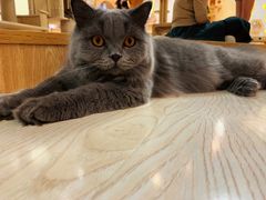 -猫和宫(六道口店)