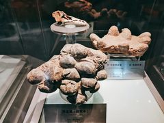 -河南自然博物馆