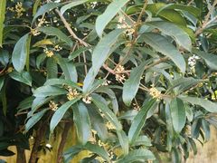 -俭朴菜(鲁磨路店)