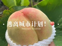 -老袁家蜜桃农场·阳山水蜜桃