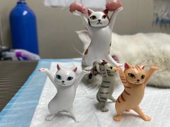 -爱佳宠物中心医院·骨外科·猫专科·急重症(瑶海万达店)