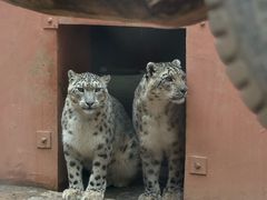 -青藏高原野生动物园