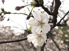 -苏州上方山国家森林公园
