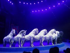 -珠海横琴长隆《卡卡虎奇遇记》