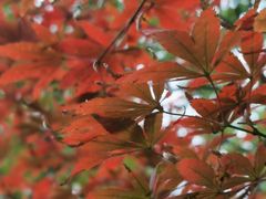 -四川大学(华西校区)