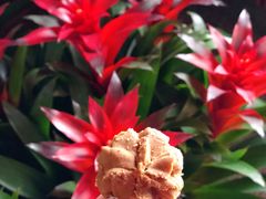 咖啡小花-香港珍妮曲奇聪明小熊饼干(迪美购物中心店)