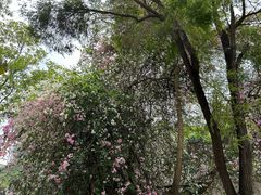 -深圳国际园林花卉博览园