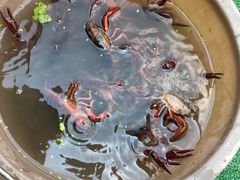 -同銮特种养殖场·龙虾垂钓