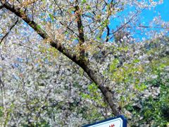 -武汉大学-樱园