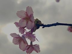 -新江湾城公园