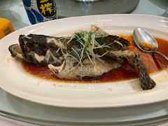 鲜露清蒸海青斑-富淳饭店(陆家嘴保利广场店)