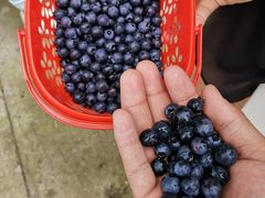 -金谷域澳洲庄园