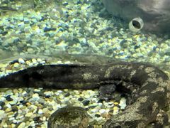 -上海海洋水族馆