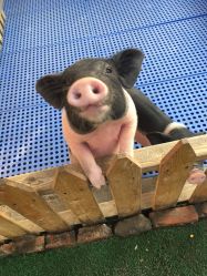 -萌宠亲子动物乐园(槐房万达店)