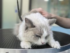 -天宠宠物医院24小时·急重症诊疗中心·全科·腔镜特色(和平分院)