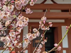 -梅花山(明孝陵内)