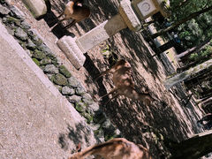-奈良公园