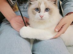 -lincat·猫舍(广州店)