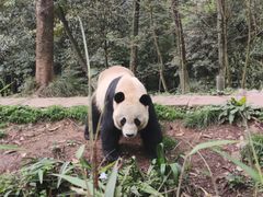 -中国大熊猫保护研究中心雅安碧峰峡基地