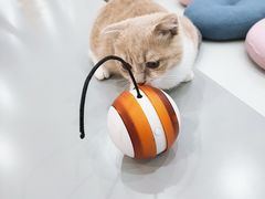 -糯米喵星人·撸猫猫舍咖啡馆(西市场嘉华店)