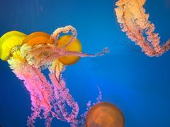 -太平洋海底世界