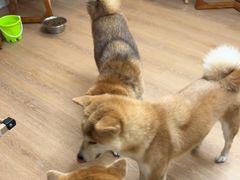 -是阿柴呀！柴犬咖啡·爱喵喵猫咖