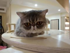 -滚猫咖啡·猫咖·猫友好撸猫(未来城店)