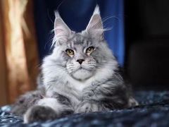 -猫十亿·布偶金渐层·曼基康矮脚猫舍(青年路店)