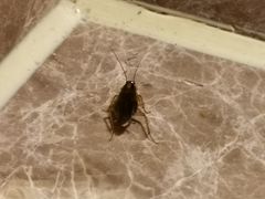 -火舞泰·泰式海鲜火锅餐厅(世纪城店)