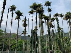 -海南槟榔谷黎苗文化旅游区