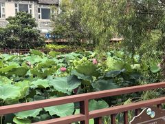 -大理洱源西湖景区