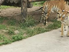 -西安秦岭野生动物园