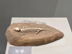 -重庆自然博物馆(新馆)