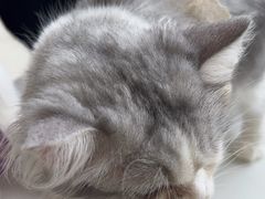 -怪兽屋·羊驼·猫咖·狗咖(俊华广场店)