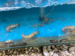 -港畔赶海蒸汽海鲜烧烤自助(仙螺岛店)