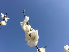 -上海鲜花港
