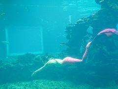 -海棠湾洲际-涛·海底餐厅·美人鱼·自助餐·海底隧道