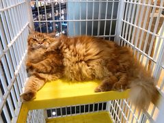 -藏猫猫咖啡主题馆(中央大道店)