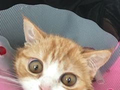 -纳吉亚猫专科动物医院博雅分院