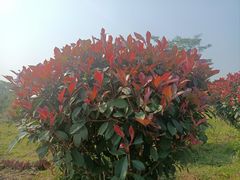 -南宁良凤江国家森林公园