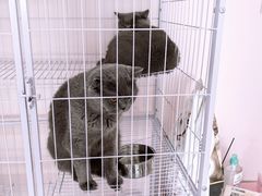 -奶油猫DIY·手工·团建·美陈搭建(宝山万达店)