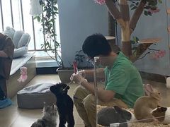 -喵宠乐园·撸猫互动·猫舍