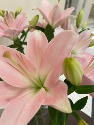 -尊尚柏丽美容SPA