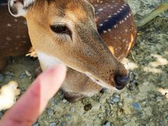 -鹿境梅花鹿生态园区