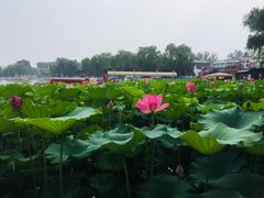 -小王府(什刹海店)