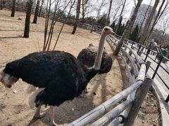 -大连森林动物园